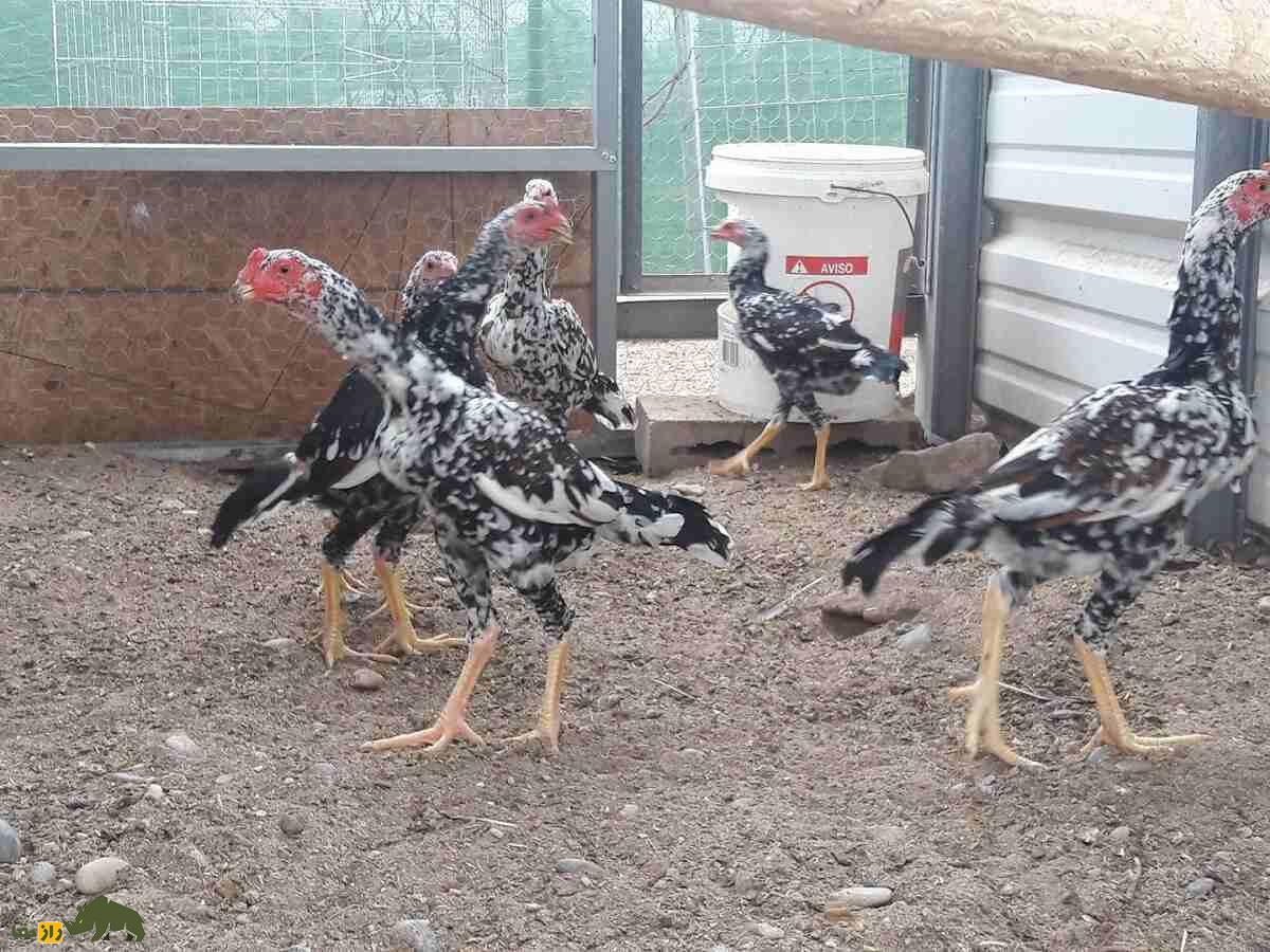 خروس یاکیدو؛ خروس معروف به «جنگجوی ژاپن» که قوی‌ترین پای جهان را دارد