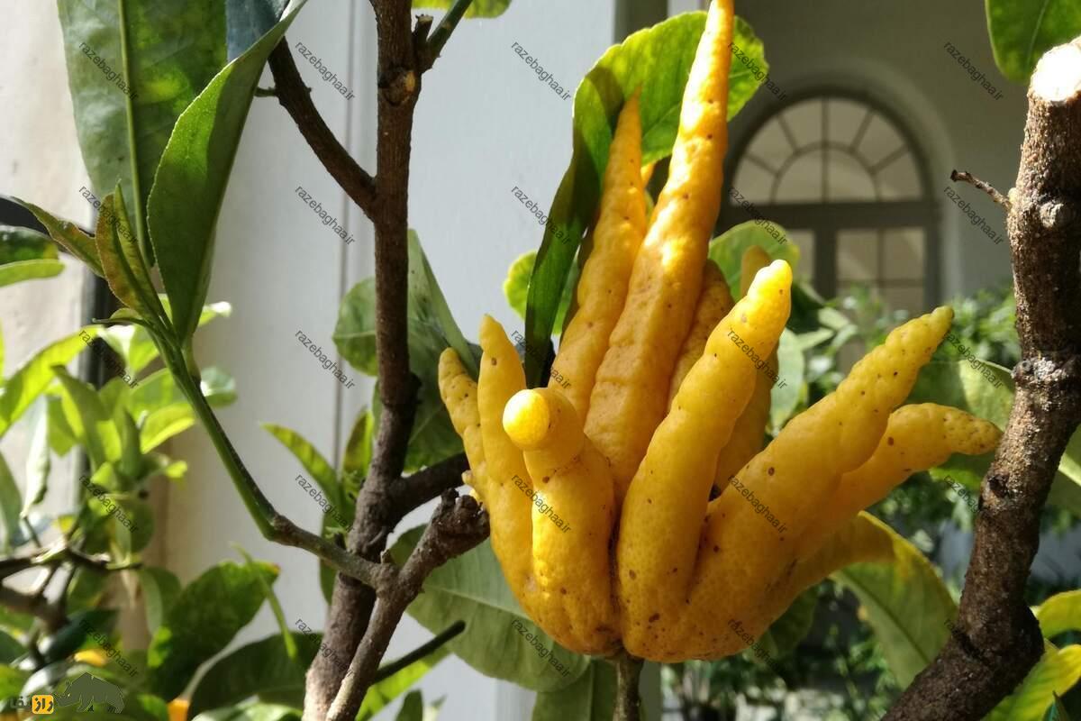 دست بودا دست بودا