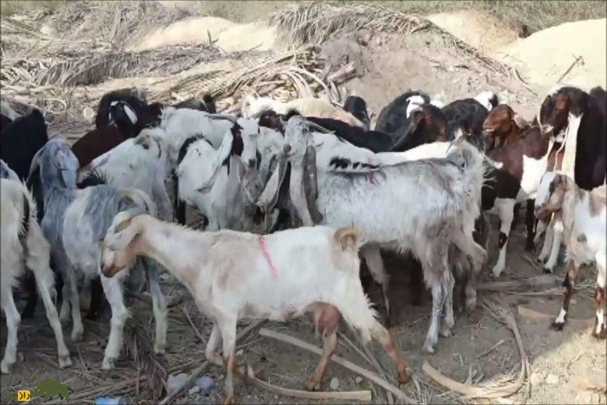 بز بز