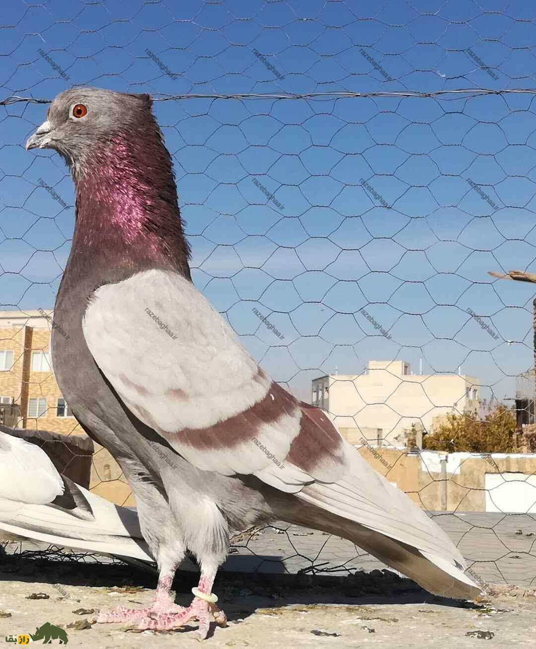 کبوتر پیس مسجدی؛ یک کبوتر باستانی که نماد آرامش و خوشرنگترین کبوتر آسمانهای ایران است کبوتر پیس مسجدی