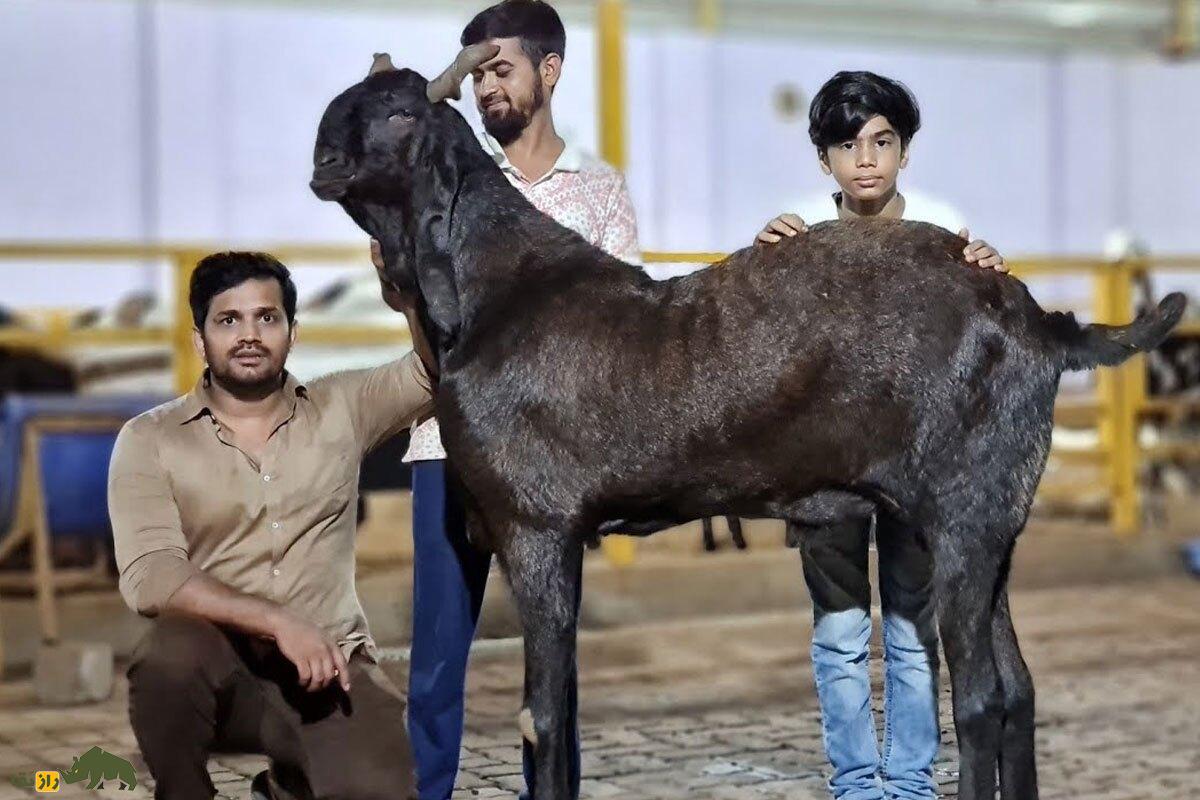 یک بز کوتا سیاه رنگ در کنار سه مرد در میدان مسابقه