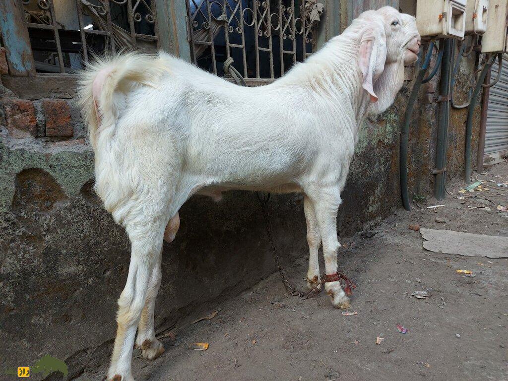 بز کوتا سفید رنگ