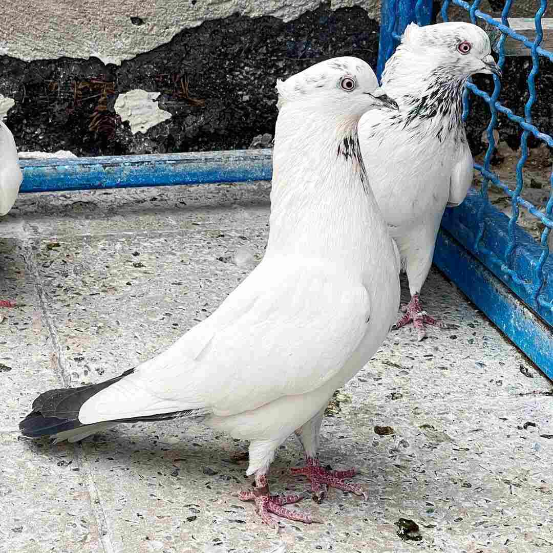 کبوتر کله دم سبز؛ مشهورترین بلندپرواز ایرانی که هیچ مرزی در آسمان نمی‌شناسد