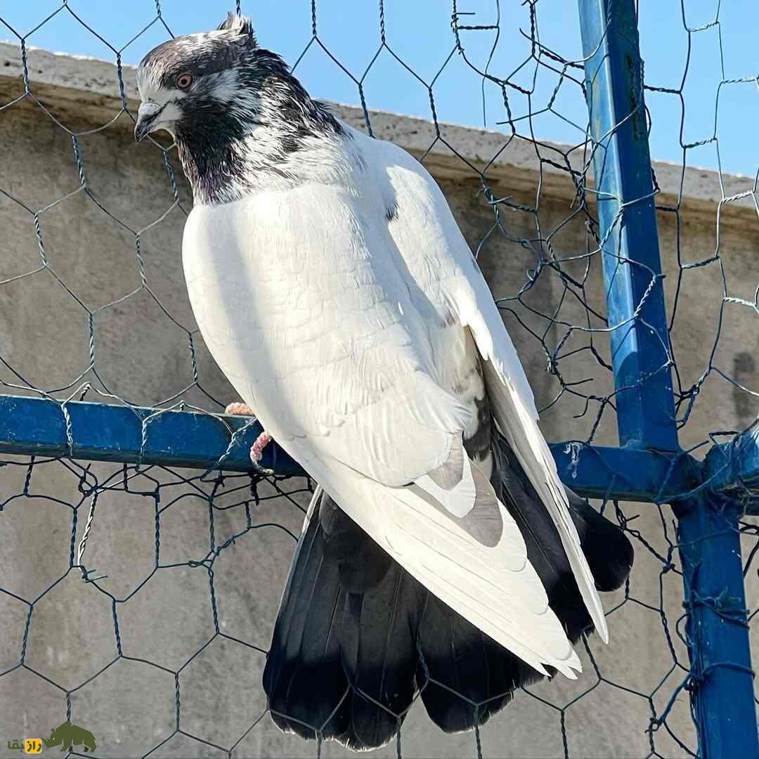 کبوتر کله دم سبز روی فنس