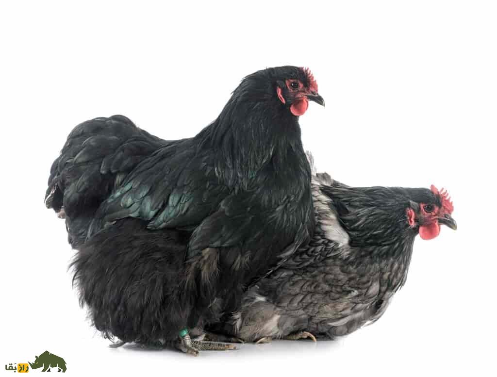 مرغ اورپینگتون؛ پرنده عظیمالجثه و به شدت ساکت که شبیه یک بالش در حال حرکت است مرغ اورپینگتون؛ پرنده عظیمالجثه و به شدت ساکت که شبیه یک بالش در حال حرکت است