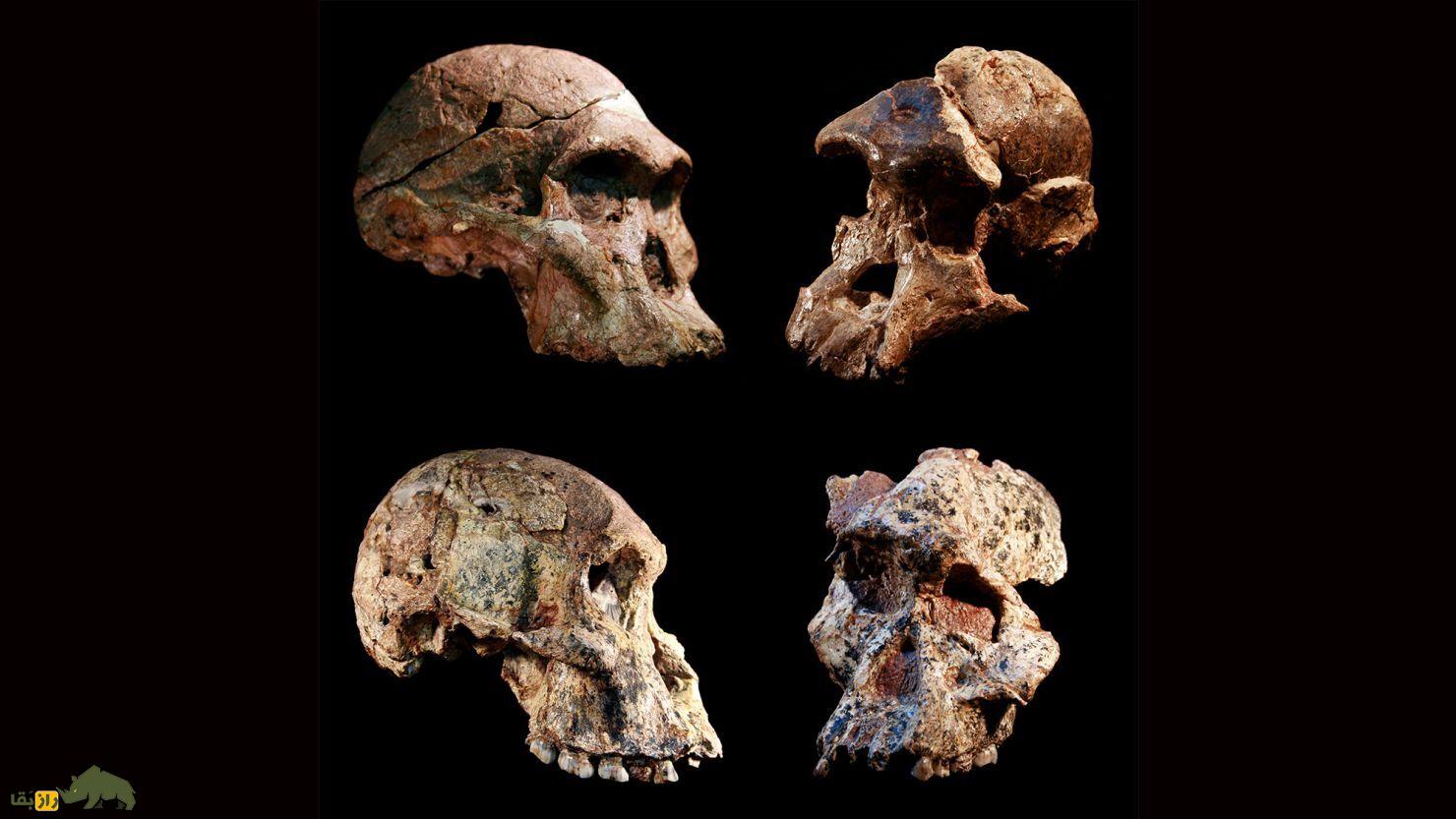 کلید رابطه جنسی انسان و نئاندرتال؛ گروه خونی انسان اولیه کشف شد جمجمه مربوط به انسان های نخستین