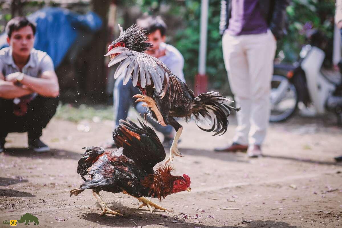 خروس کلنگی افغان