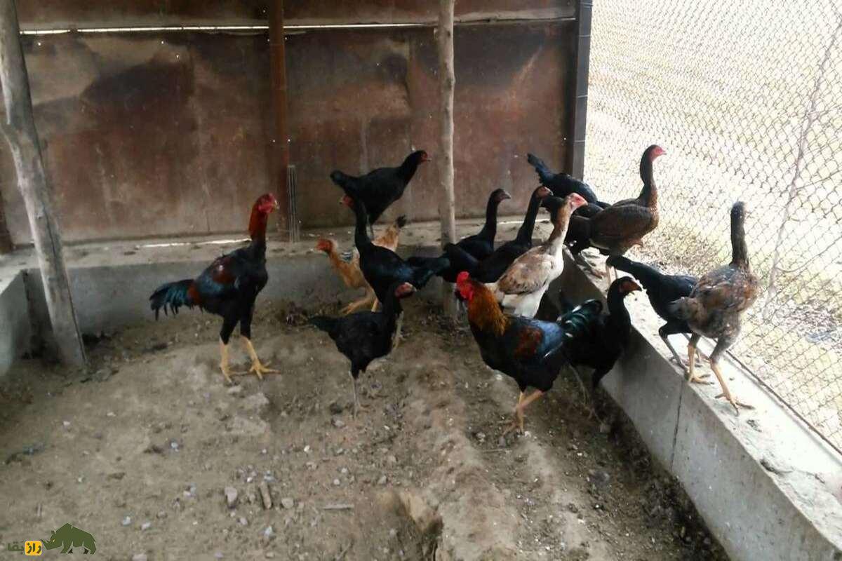 خروس کلنگی افغان