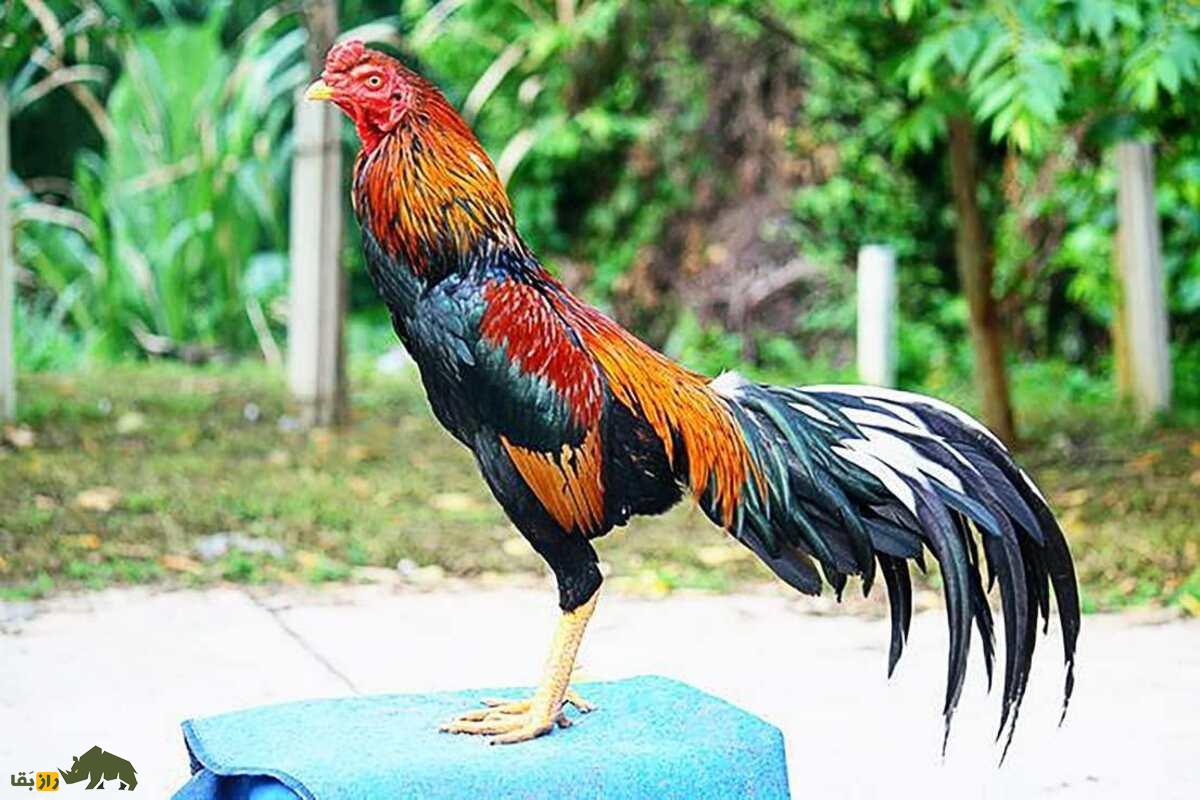 خروس کلنگی افغان