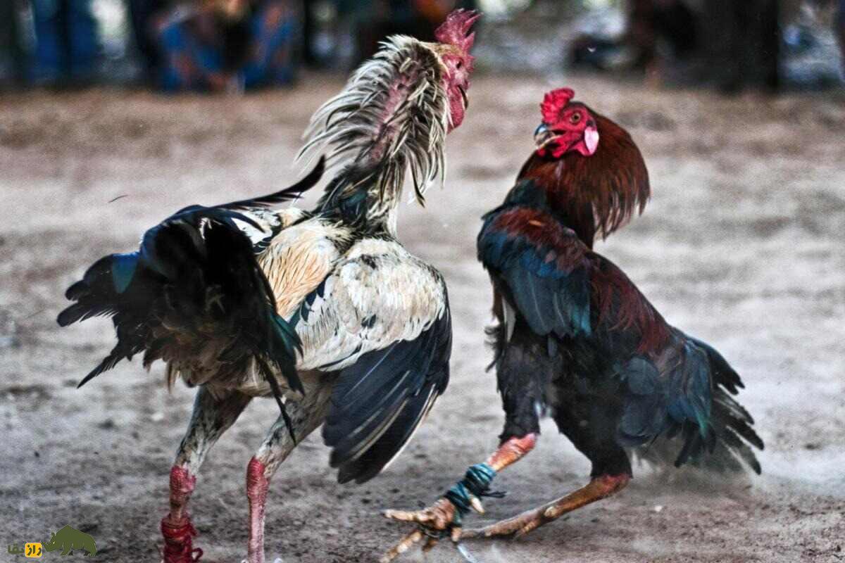 خروس کلنگی افغان