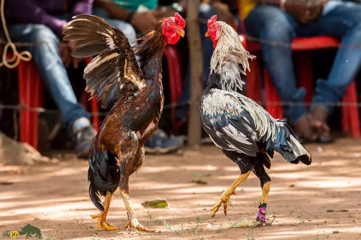 خروس کلنگی افغان