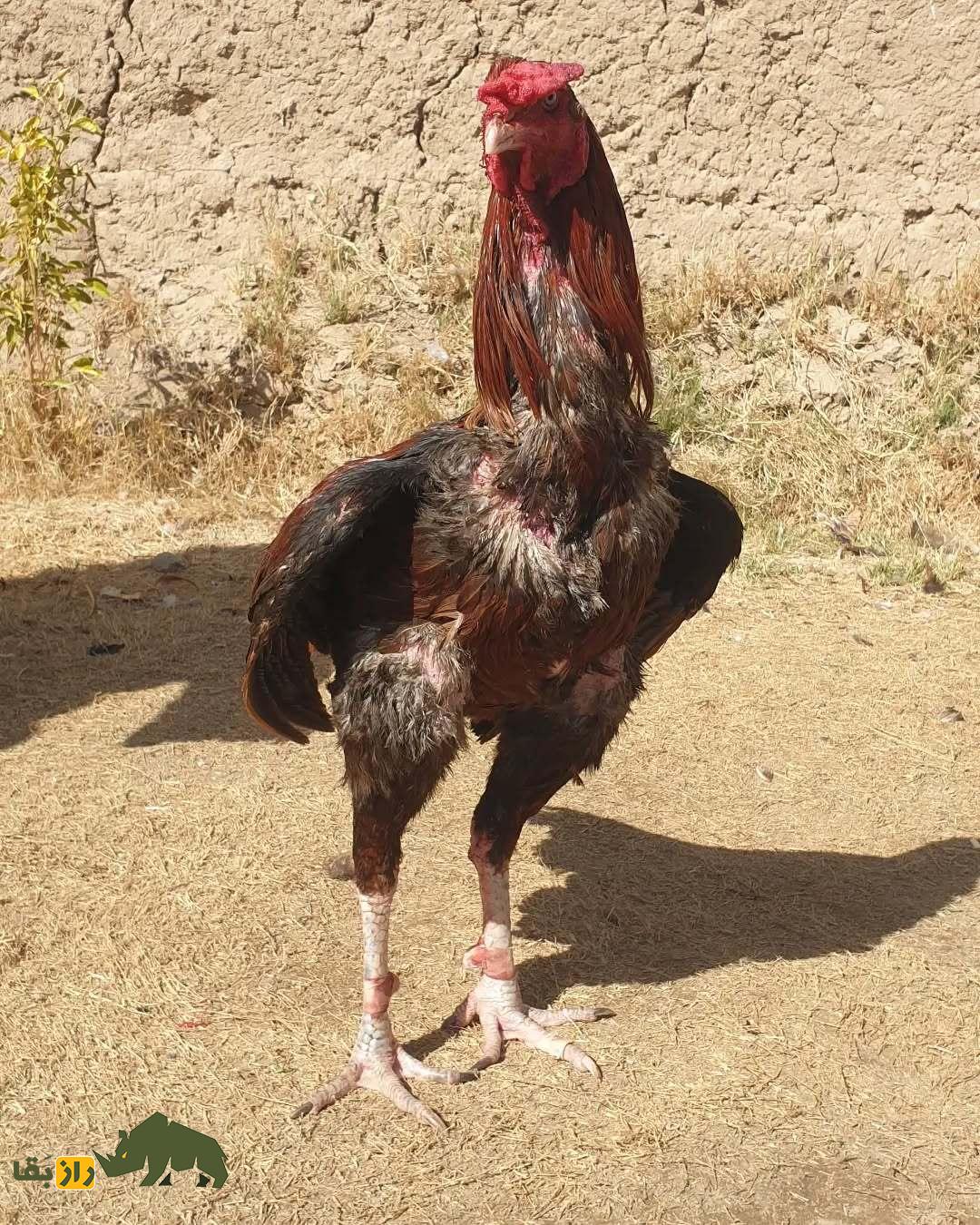 خروس کلنگی افغان