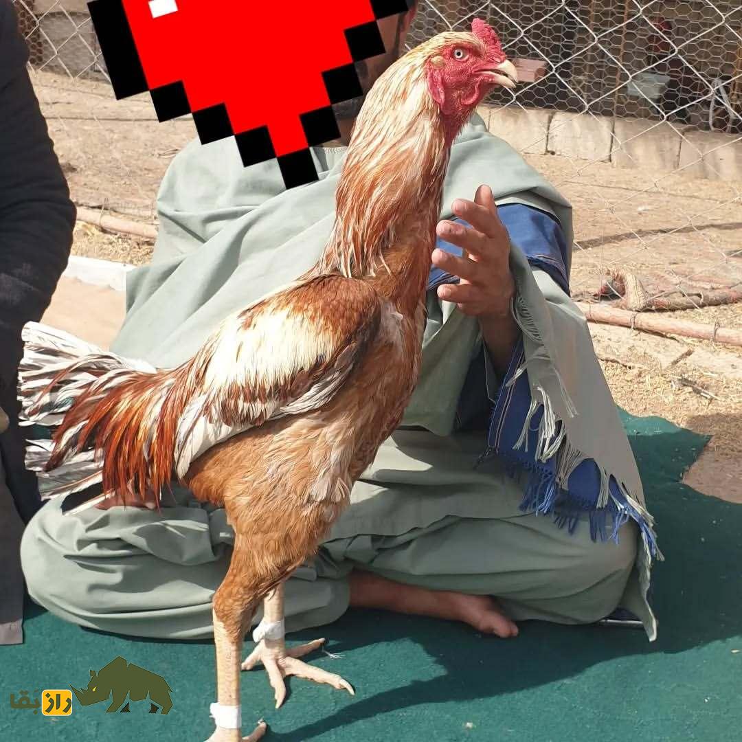 خروس کلنگی افغان؛ جومونگ دنیای خروس‌های جنگی که عاشق کشتار و بوی خون است!