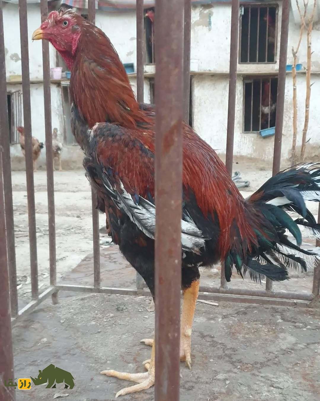 خروس کلنگی افغان