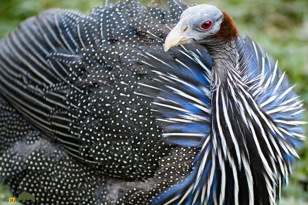 مرغ شاخدار کرکسی یا کرکس گینه؛ ترسناکترین پرنده دنیا که پرواز نمیکند و سرعتی وحشتناک دارد مرغ شاخدار کرکسی یا کرکس گینه