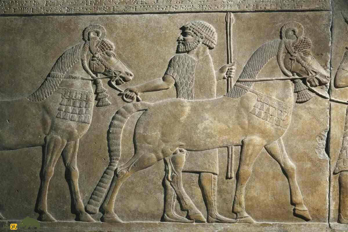 اسب نَسایی بر روی نقش نگاره های تخت جمشید