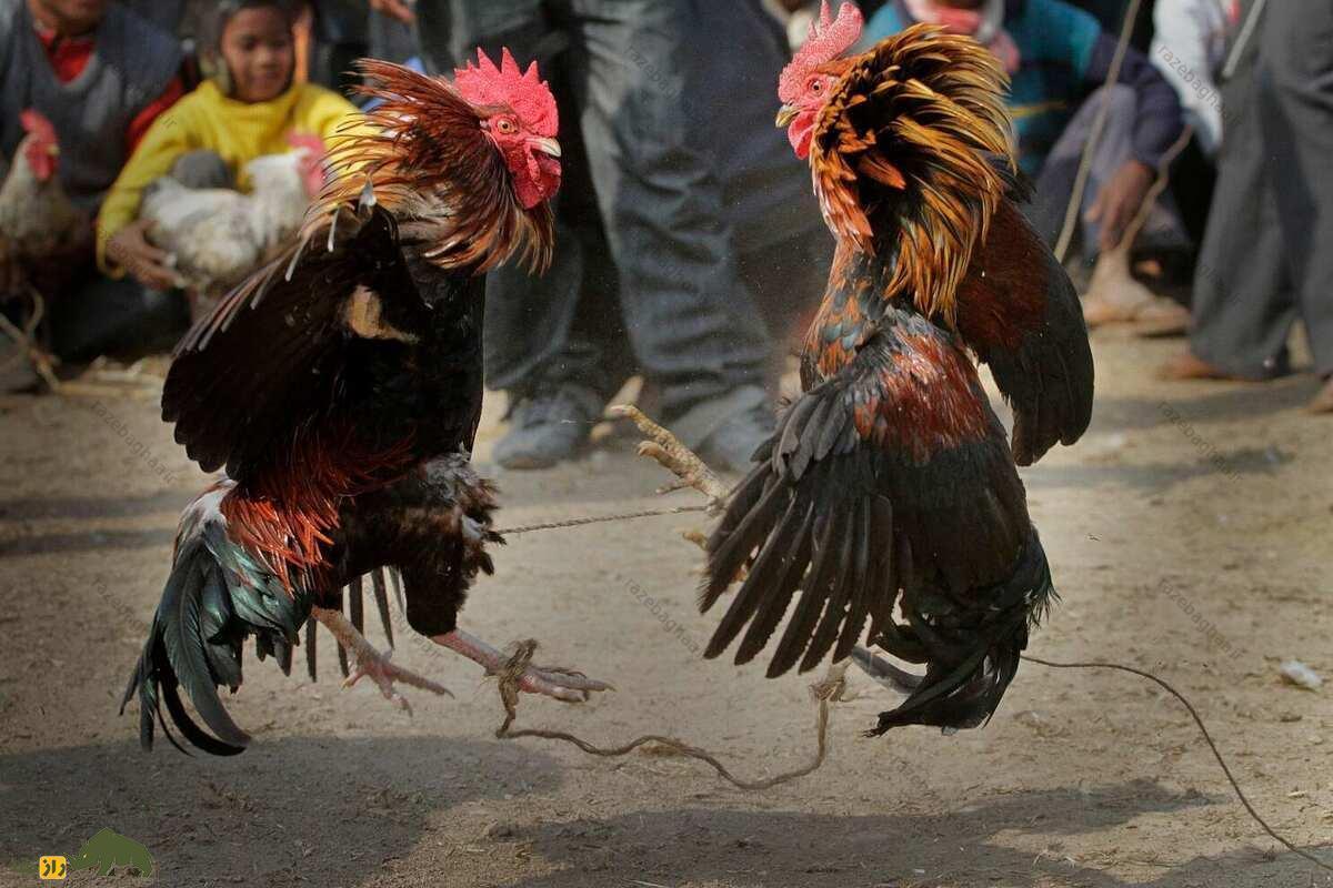 خروس جنگی هندی؛