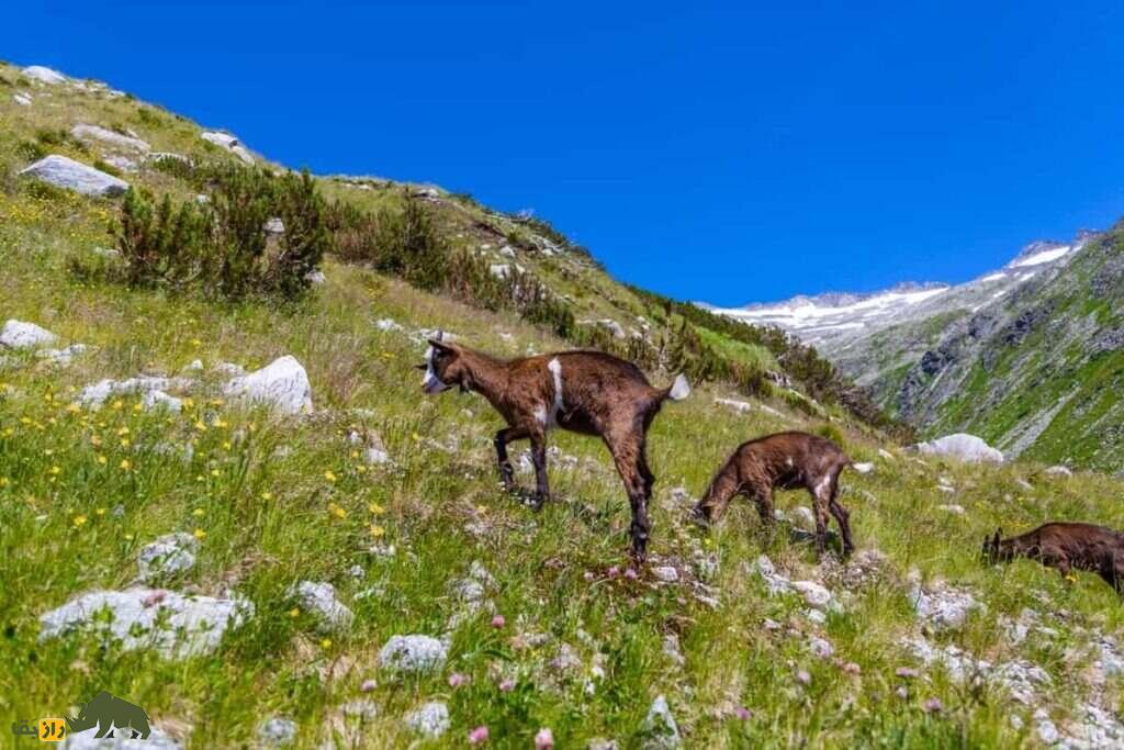 بز خری؛ بز چند منظوره آسیایی که به چندقلوزایی معروف است