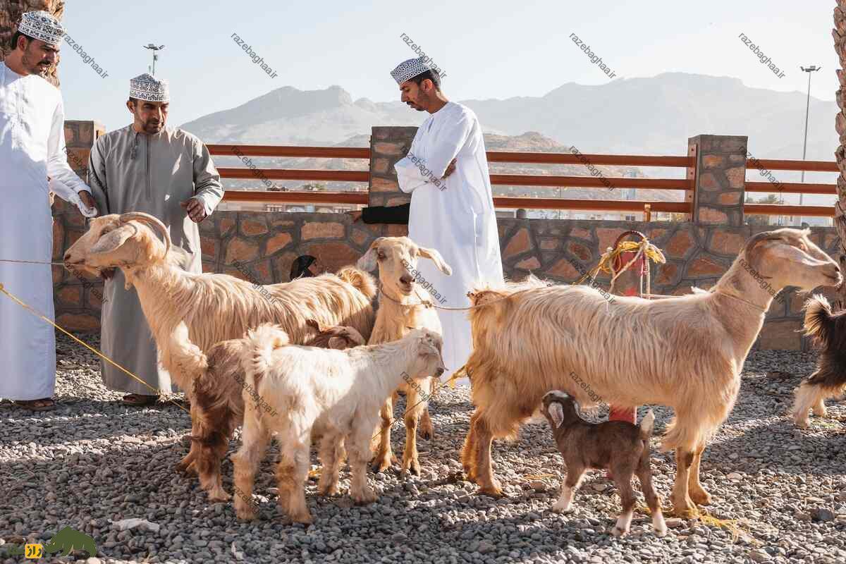بز عمانی؛ گرانترین بز دنیا که بدن نیرومندی برای زندگی در بیابان دارد و نماد ثروت است!