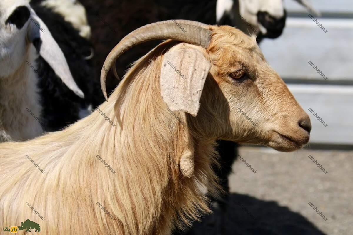 بز عمانی بز عمانی