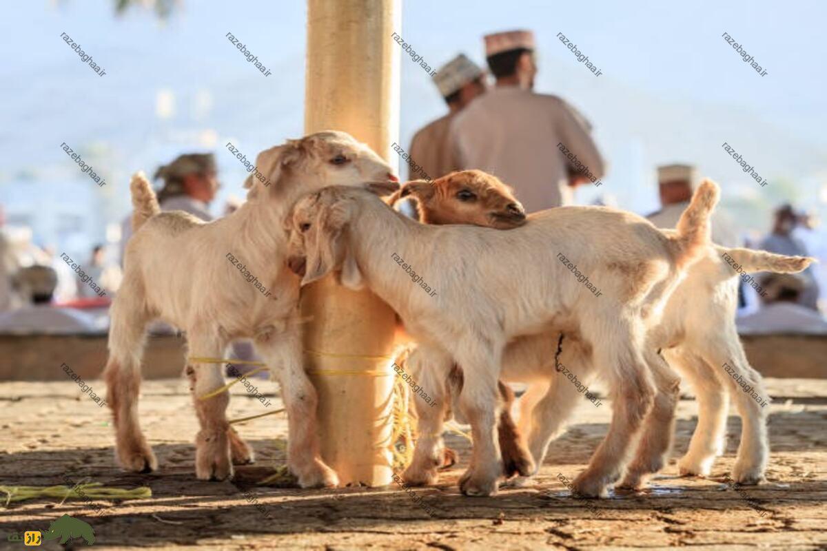 بز عمانی بز عمانی