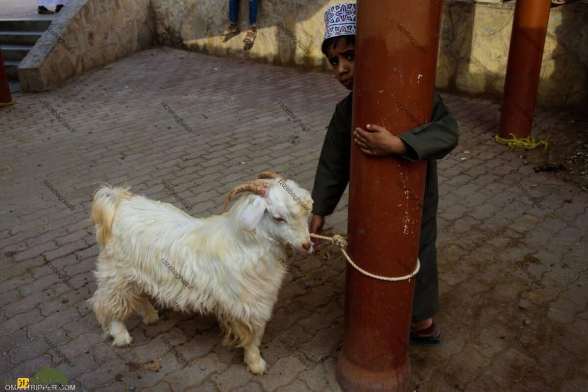 بز عمانی بز عمانی