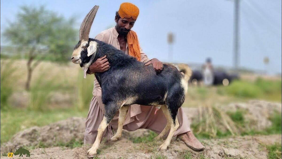 بز تپری؛ بز سختجان پاکستانی که با ارزشترین دارایی مردم بلوچستان است