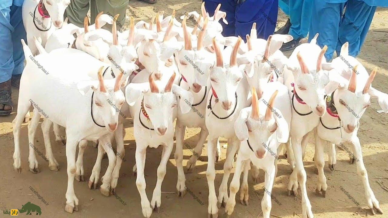 بز تپری؛ بز پاکستانی که در بلوچستان زبانزد خاص و عام است یک گله بز تپری سفید