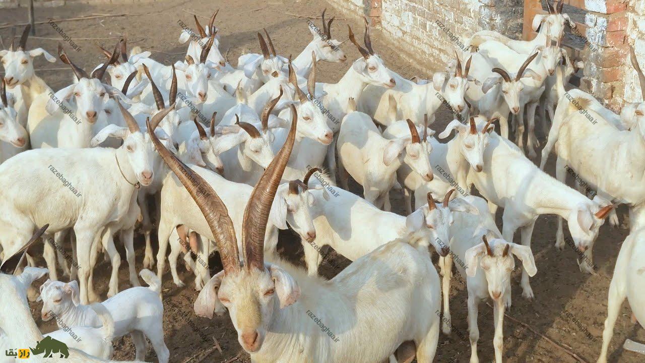 بز تپری؛ بز پاکستانی که در بلوچستان زبانزد خاص و عام است یک گله بز تپری سفید در طویله
