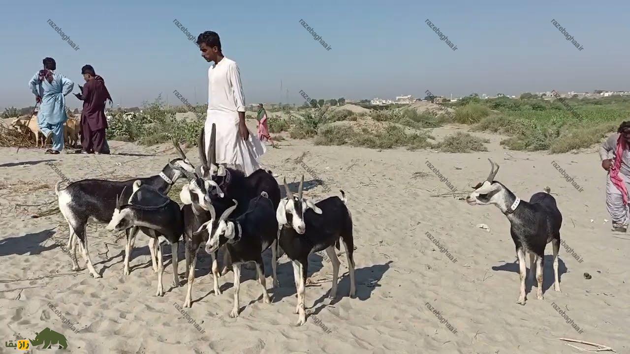 بز تپری؛ بز پاکستانی که در بلوچستان زبانزد خاص و عام است یک گله بز تپری سیاه و سفید در صحرا