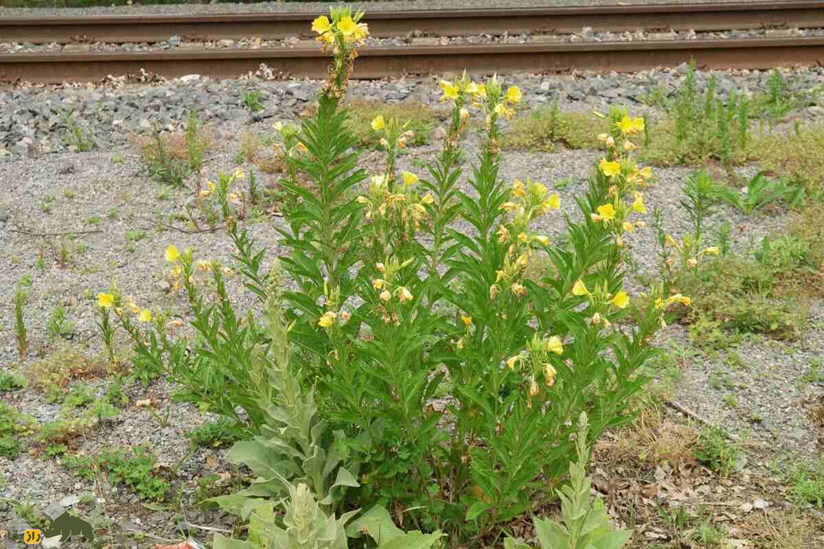 گل مغربی گل مغربی