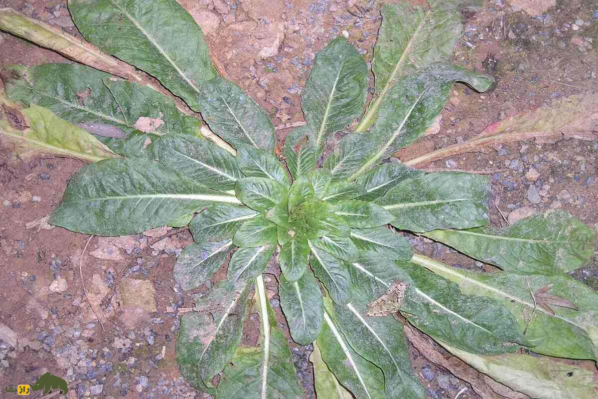 گل مغربی گل مغربی