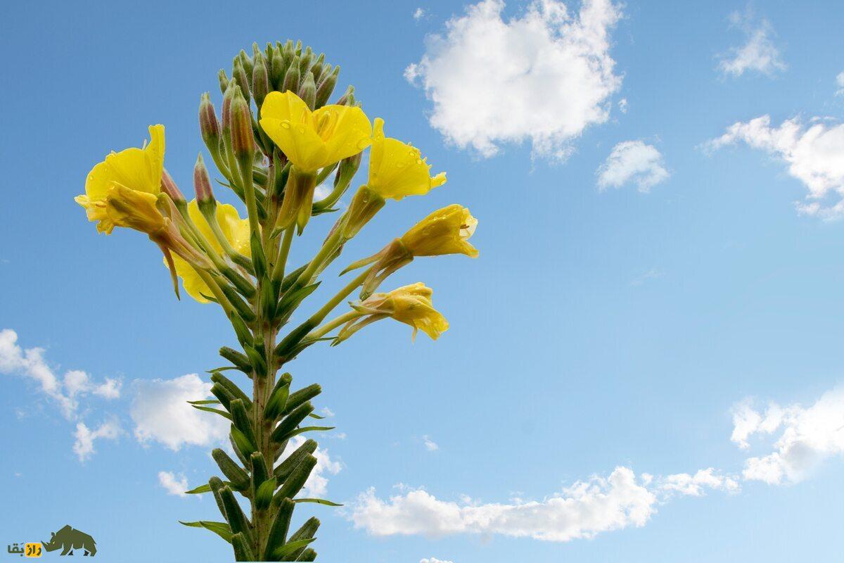 گل مغربی گل مغربی
