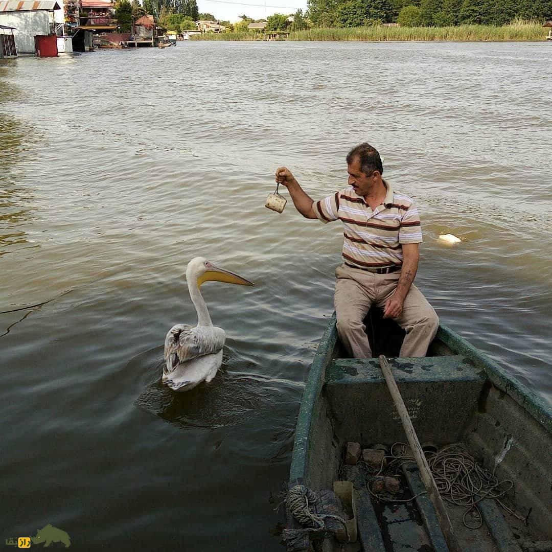 عمو جلال و داگلاس؛ پلیکان مهاجری که ۸ سال است در انزلی کنار صیاد ۵۶ سالهای زندگی میکنند عمو جلال و داگلاس؛ پلیکان مهاجری که ۸ سال است در انزلی کنار صیاد ۵۶ سالهای زندگی میکنند