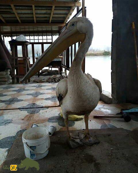 عمو جلال و داگلاس؛ پلیکان مهاجری که ۸ سال است در انزلی کنار صیاد ۵۶ سالهای زندگی میکنند عمو جلال و داگلاس؛ پلیکان مهاجری که ۸ سال است در انزلی کنار صیاد ۵۶ سالهای زندگی میکنند