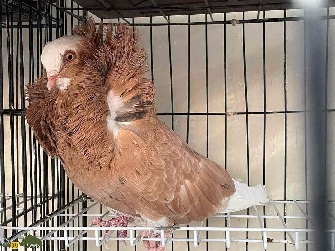 کبوتر ژاکوبن قهوه ای رنگ در درون یک قفس