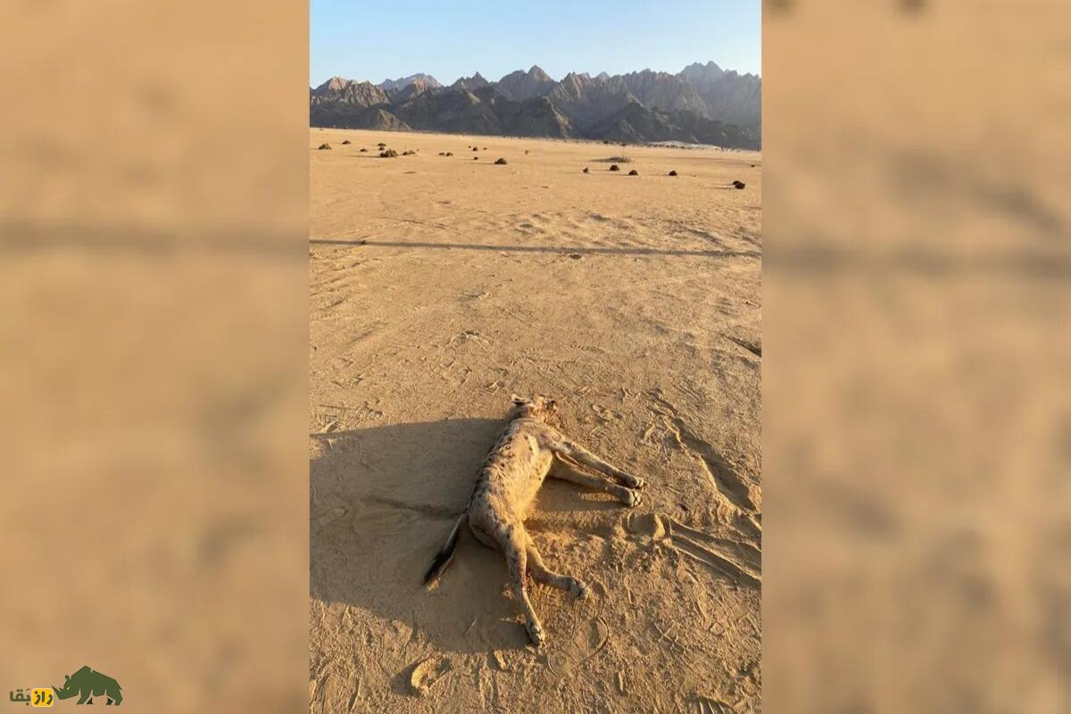 کفتار خالدار پس از ۵۰۰۰ سال به مصر بازگشت، اما با کامیون کشته شد کفتار خالدار پس از ۵۰۰۰ سال به مصر بازگشت، اما با کامیون کشته شد