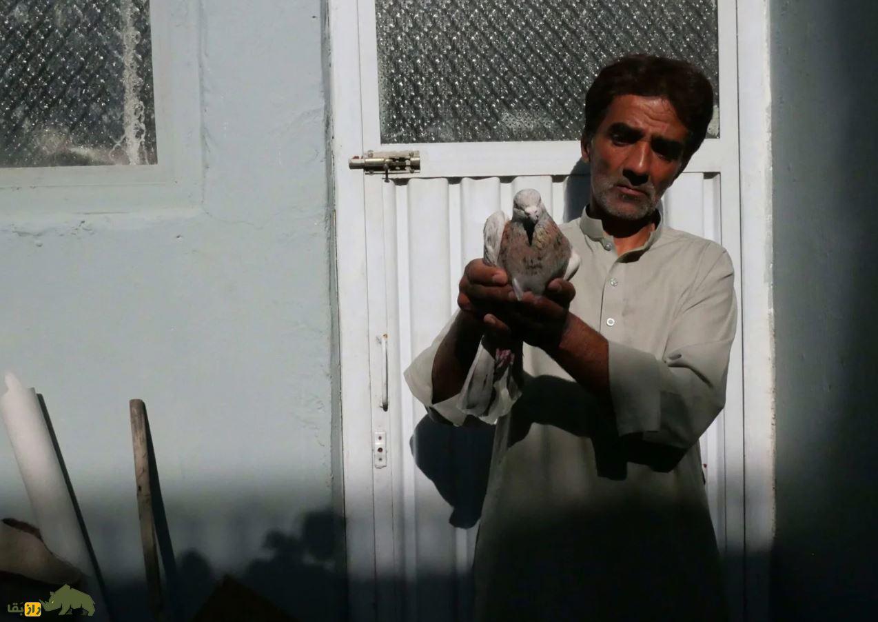راز علاقه انسان به کبوتر فاش شد؛ چرا ما کفترباز میشویم؟ کبوترباز افغان. مردی با یک کبوتر