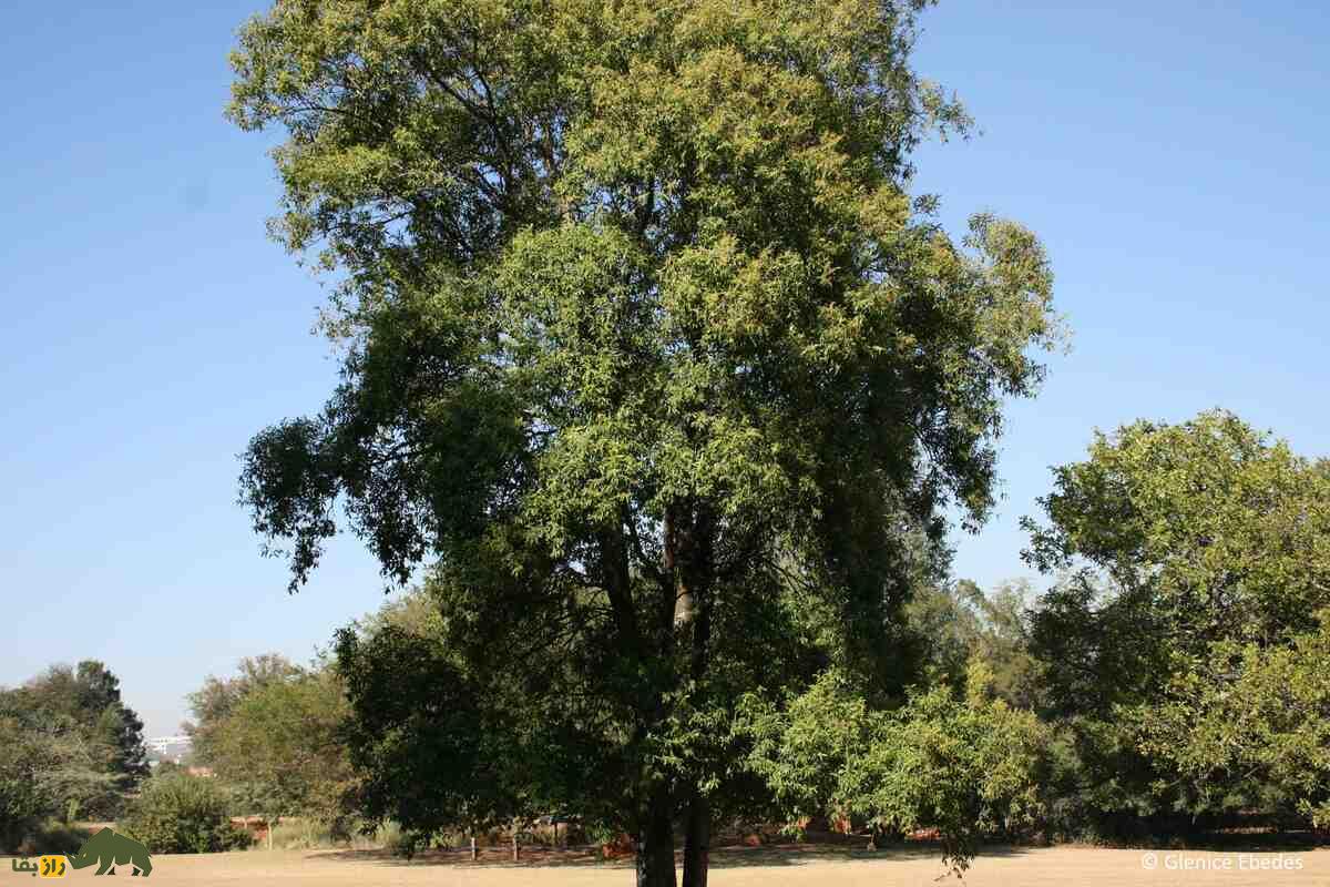 قات: نگاهی عمیق به تاریخچه، مصرف و خواص مخدر آن قات: نگاهی عمیق به تاریخچه، مصرف و خواص مخدر آن