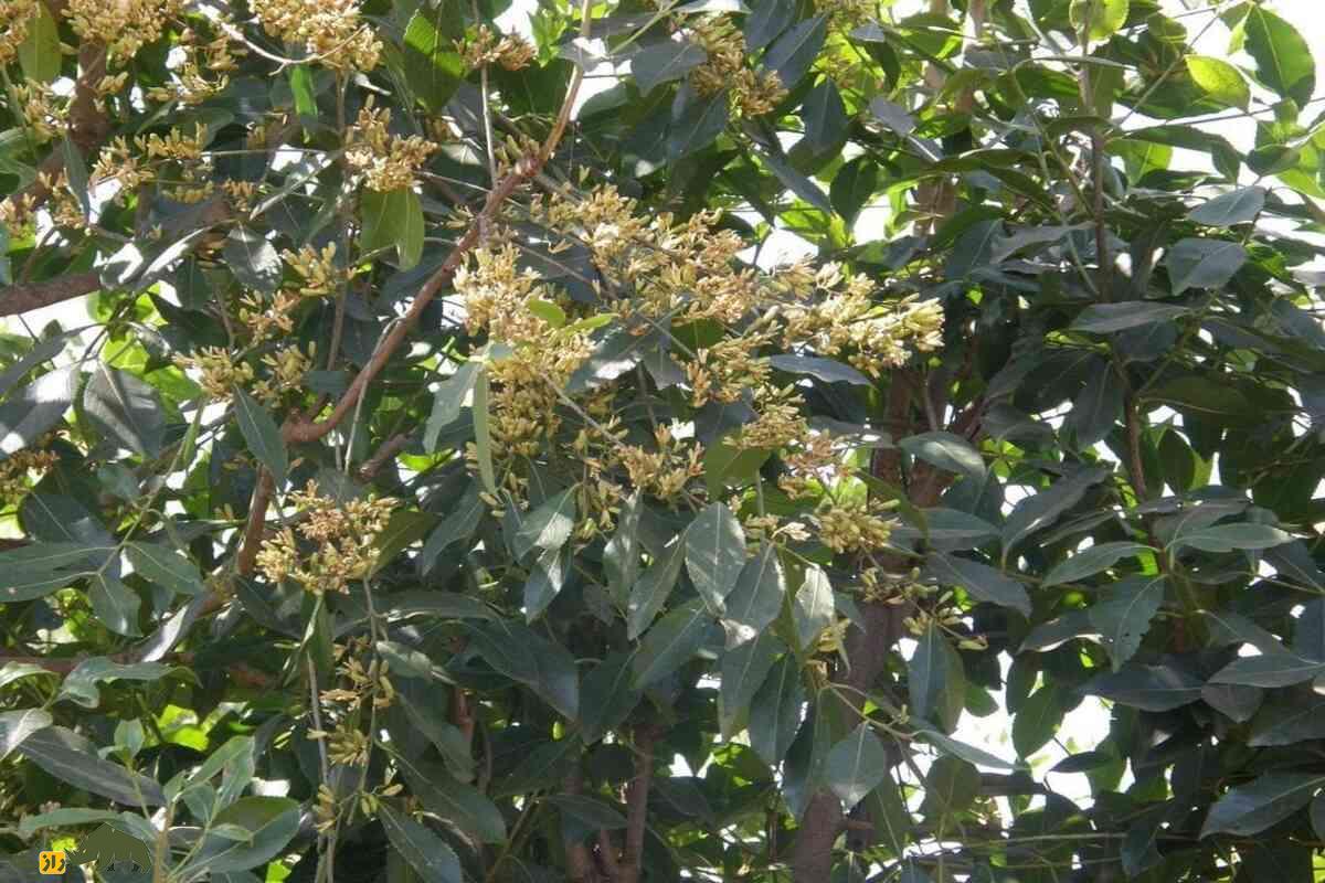 قات: نگاهی عمیق به تاریخچه، مصرف و خواص مخدر آن قات: نگاهی عمیق به تاریخچه، مصرف و خواص مخدر آن