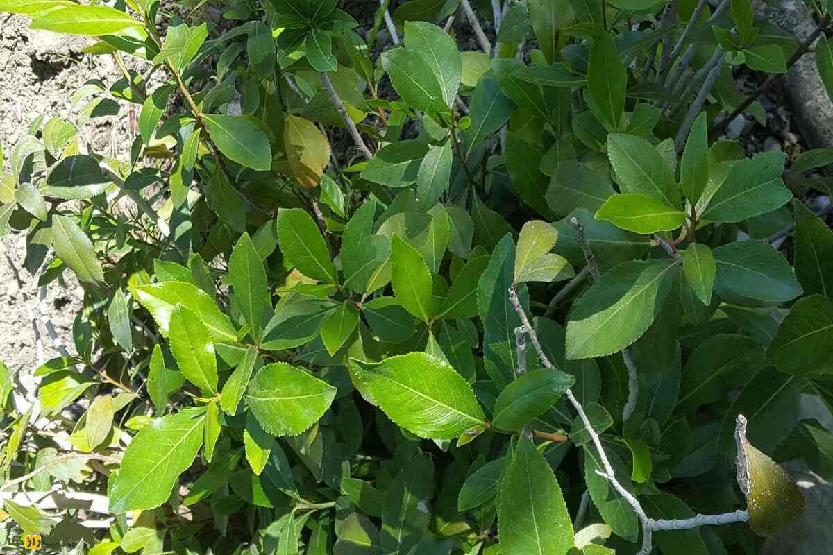 قات: نگاهی عمیق به تاریخچه، مصرف و خواص مخدر آن قات: نگاهی عمیق به تاریخچه، مصرف و خواص مخدر آن