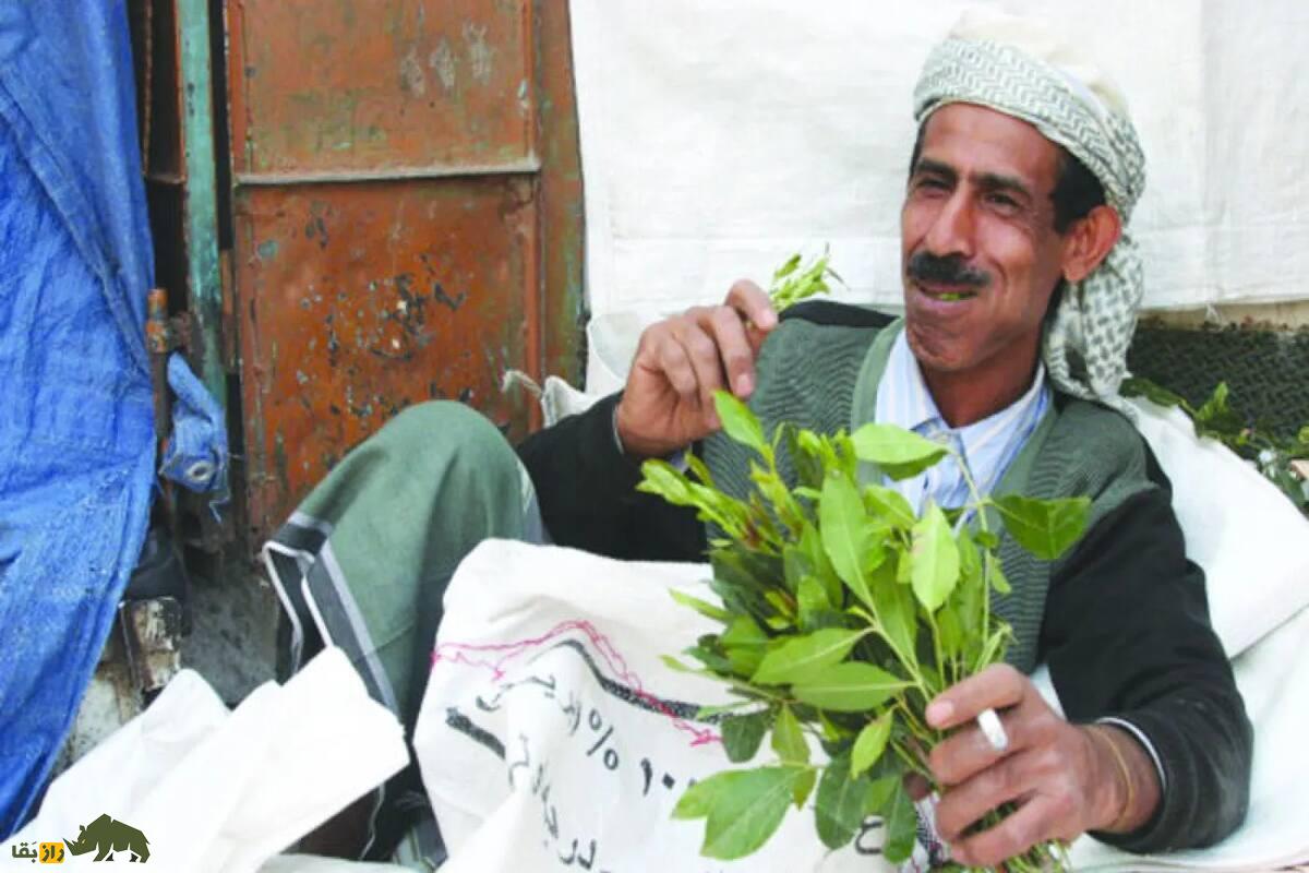 قات: نگاهی عمیق به تاریخچه، مصرف و خواص مخدر آن قات: نگاهی عمیق به تاریخچه، مصرف و خواص مخدر آن