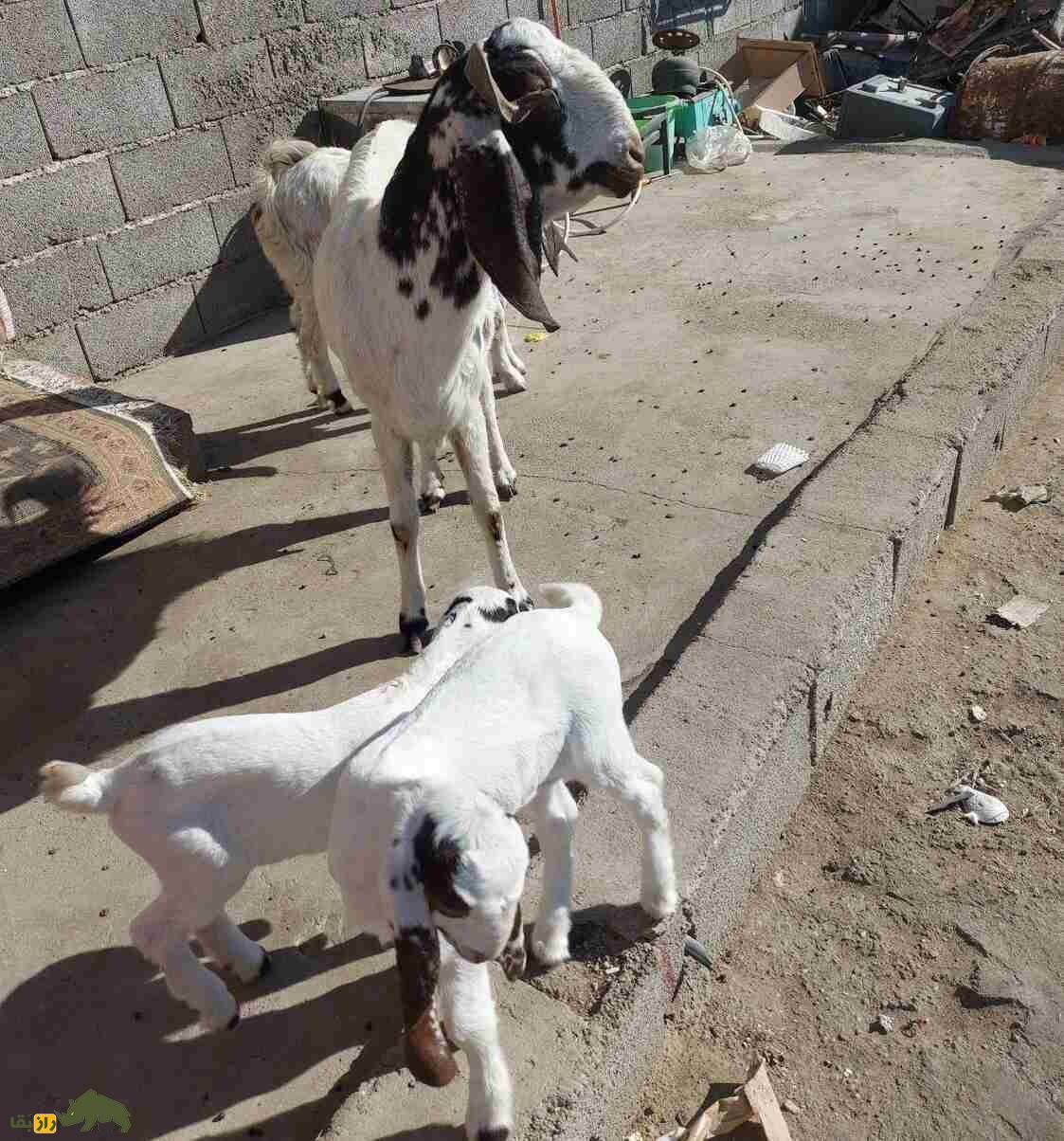 بز پتیری؛ نماد مقاومت و زندگی در دل بیابان‌های سیستان و بلوچستان