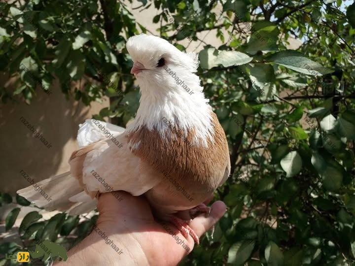 کبوتر نوکقنار؛ گرانترین و کمیابترین کبوتر ایرانی که هر جفت آن تا ۶۰ میلیون تومان معامله میشود کبوتر نوکقنار؛ گرانترین و کمیابترین کبوتر ایرانی که هر جفت آن تا ۶۰ میلیون تومان معامله میشود