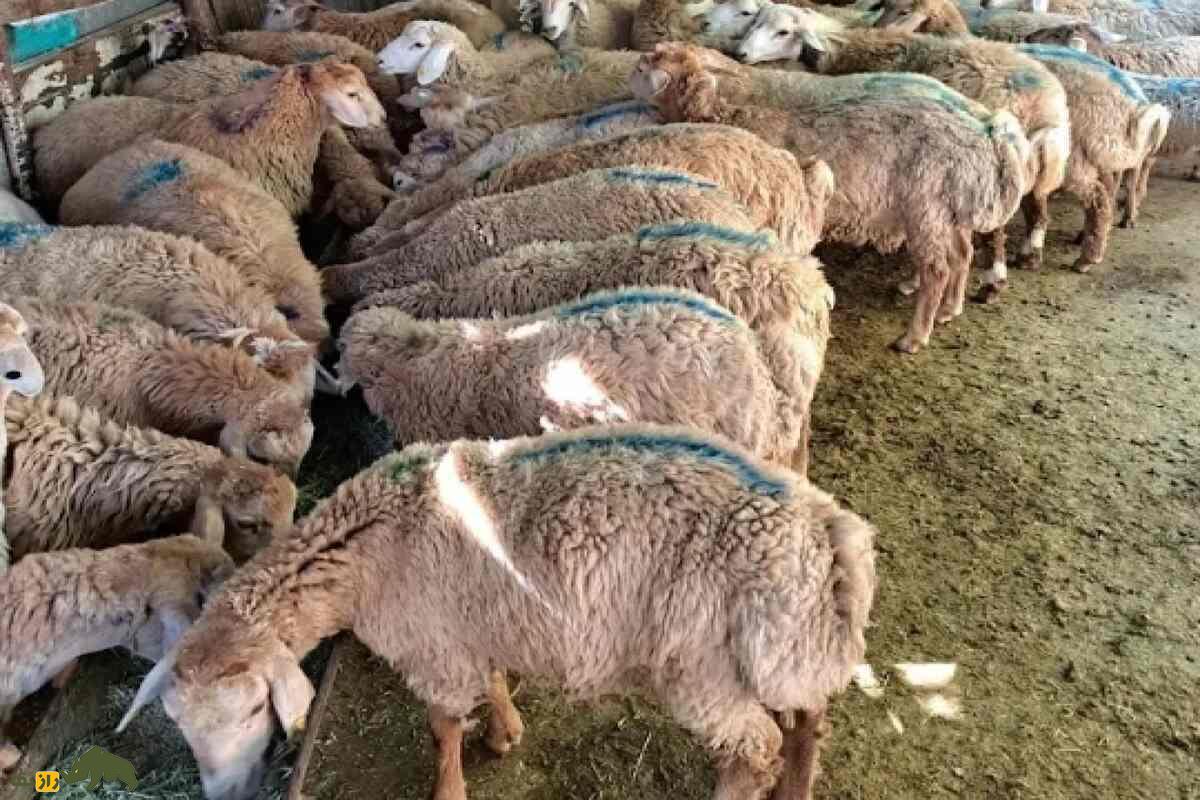 شک وهار؛ نماد قدرت، اصالت و ارزش اقتصادی بالا در دامپروری کُردی