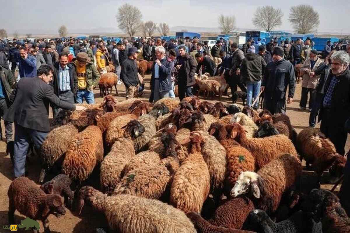 شک وهار؛ نماد قدرت، اصالت و ارزش اقتصادی بالا در دامپروری کُردی