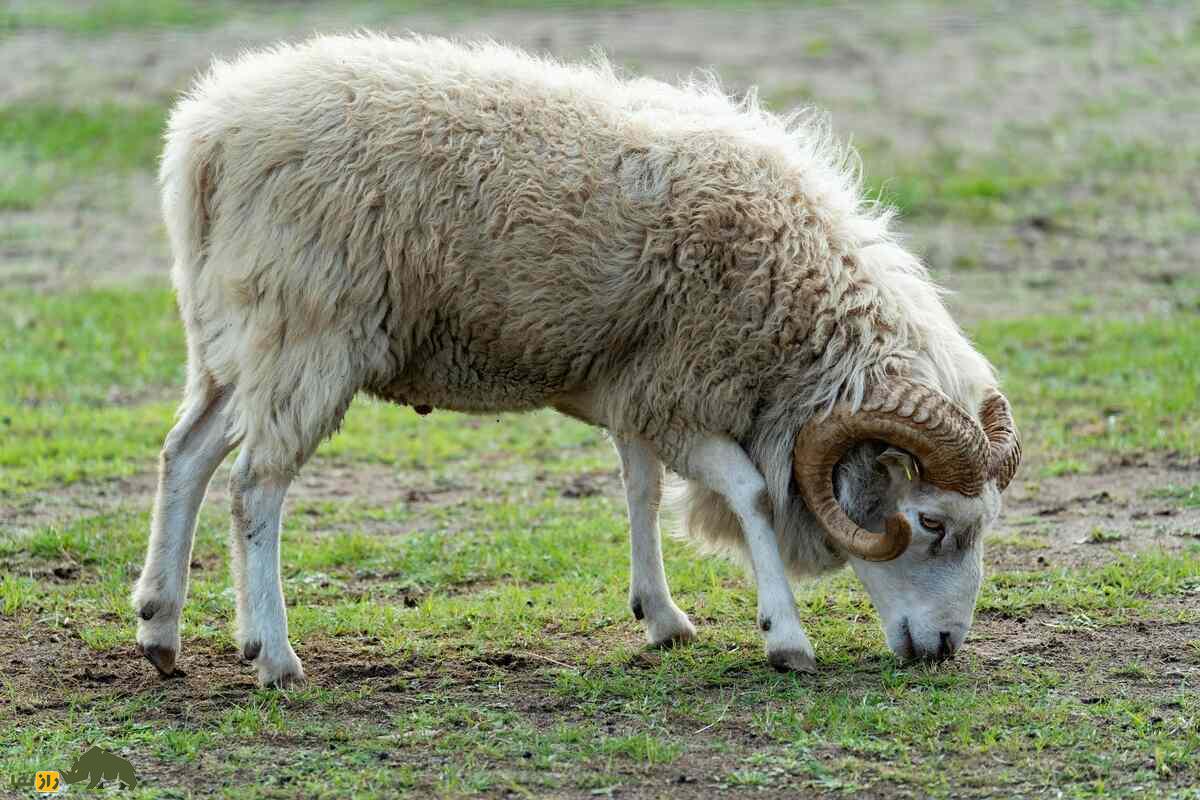 گوسفند نر یا قوچ گوسفند نر یا قوچ