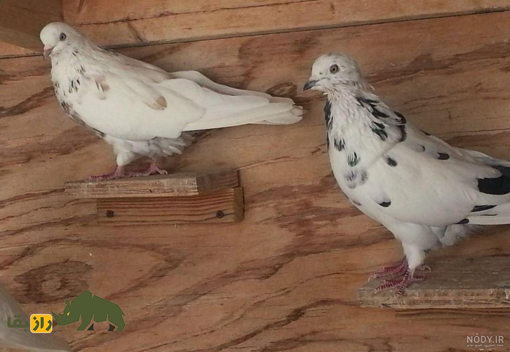 دو کبوتر سفید با خال‌های سیاه نشسته روی یک تکه چوب در یک قفس