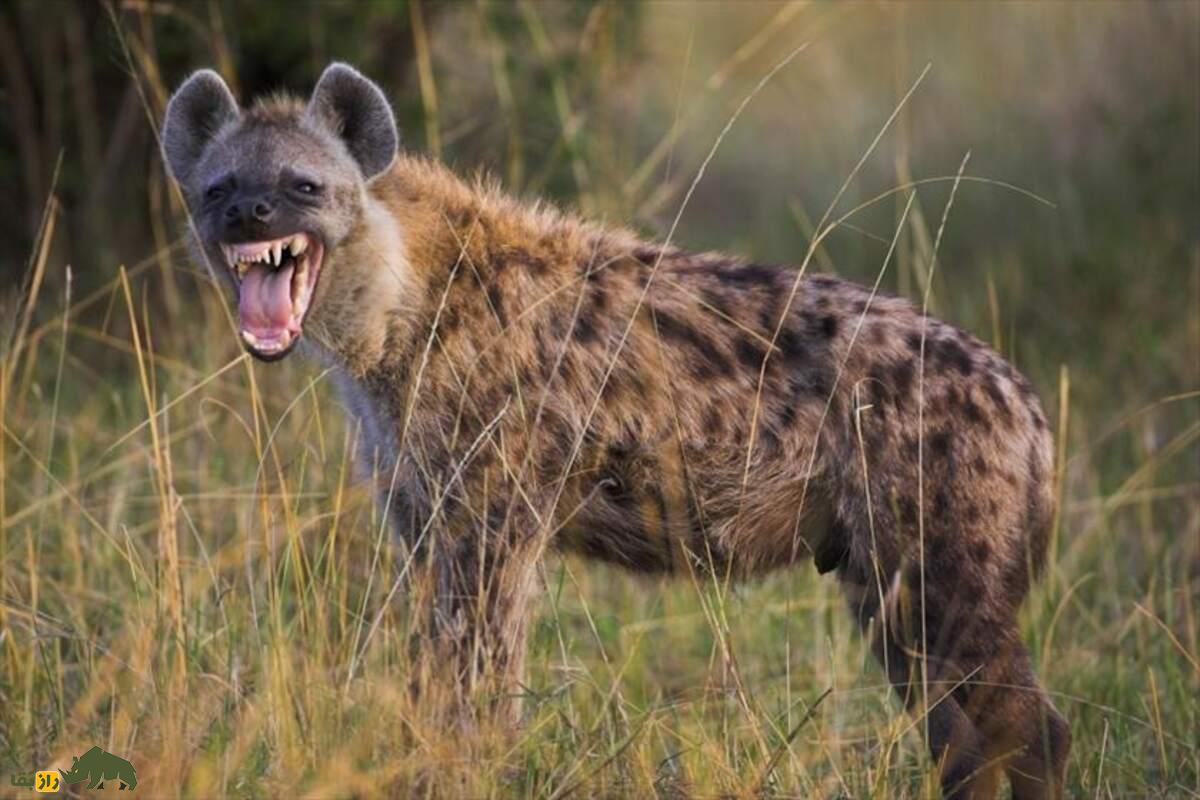 خرافات مربوط به آلت تناسلی کفتار ماده خرافات مربوط به آلت تناسلی کفتار ماده