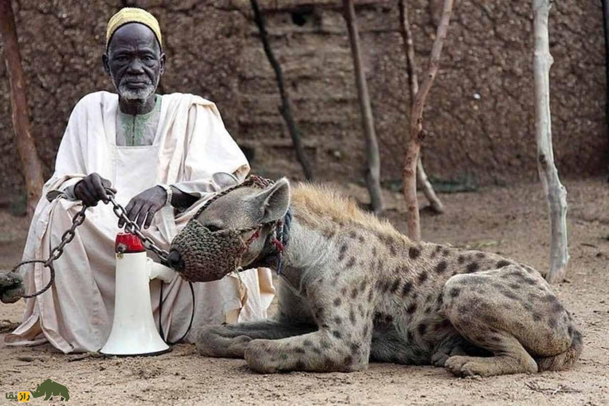 خرافات مربوط به آلت تناسلی کفتار ماده خرافات مربوط به آلت تناسلی کفتار ماده